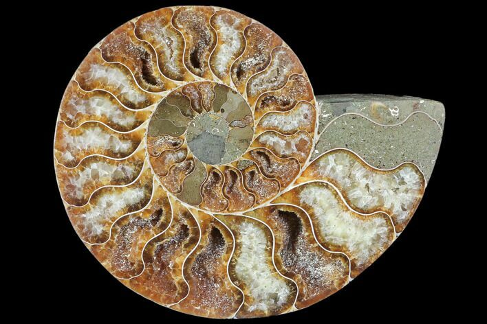 Agatized Ammonite Fossil (Half) - Madagascar #103113